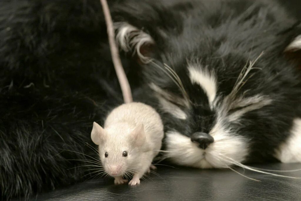 Котенок мышь. Кот и мыши. Котенок с мышкой. Котенок и мышонок. Кошки-мышки.
