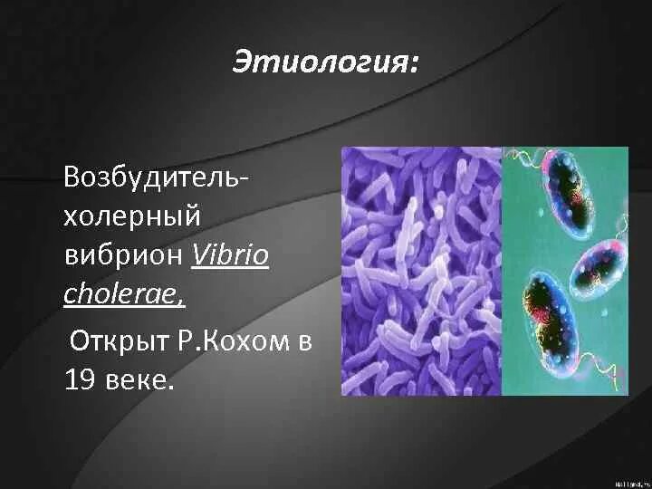 Известно что холерный вибрион вид подвижных. Холерный вибрион это бактерия. Холерный вибрион возбудитель холеры. Возбудитель холеры вибрион Коха. Бактерия холера виьрион 5коасс.