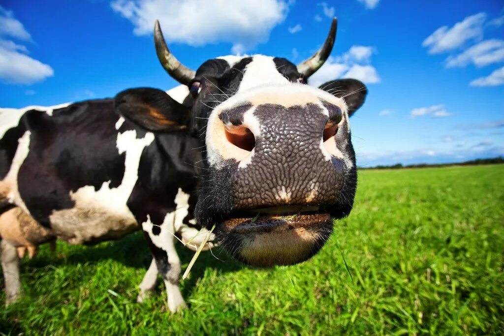 Корова. Красивая корова. Корова Буренка. Телка. Ферма коровок