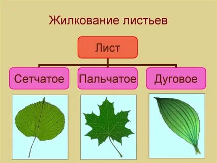 Листья с сетчатым жилкованием