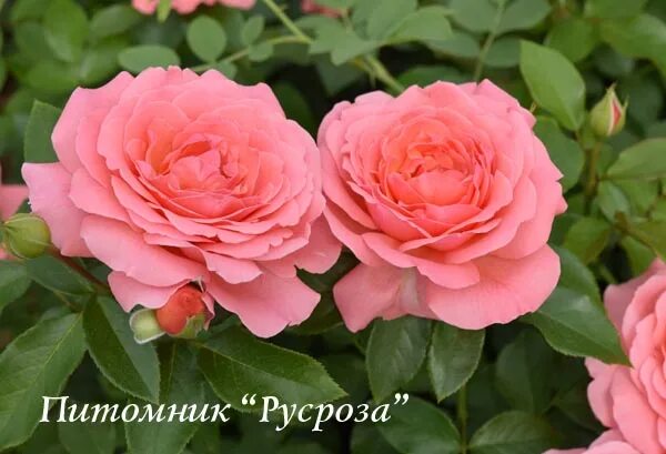 Русроза питомник. Русроза солнечногорск. Пинк парадайз русроза. Русроза интернет магазин саженцев роз каталог. Розы ульяновска питомник.