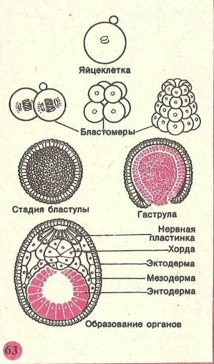 Эмбриональный период растений. Онтогенез схема. Онтогенез клетки. Этапы онтогенеза рисунок. Онтогенез книги