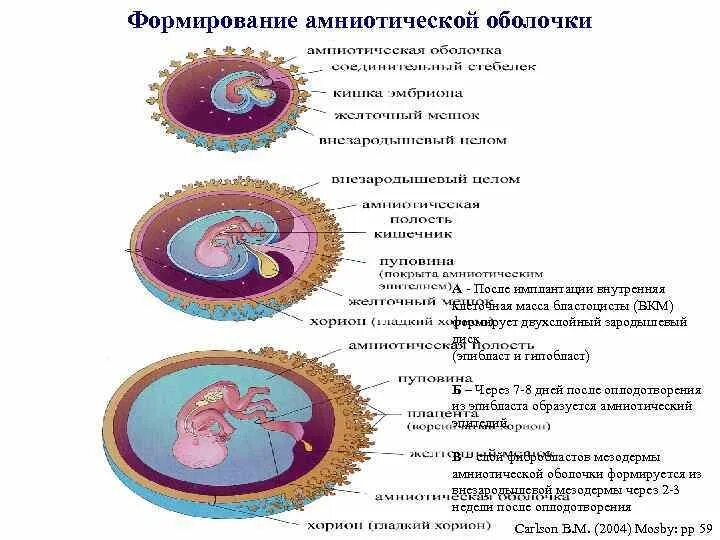 Оболочки амниона. Амнион человека гистология. Амниотическая оболочка строение. Строение стенки амниотического пузыря. Появление амниона и других зародышевых оболочек