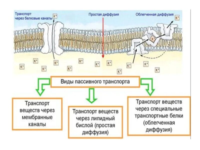 Через белковые каналы