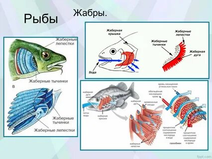 Животные дышащие жабрами