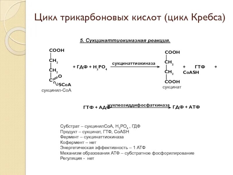 Реакции цикла трикарбоновых кислот. Реакция субстратного фосфорилирования в цикле кребса. сукцинаттиокиназа кофермент. ферменты цикла трикарбоновых кислот.