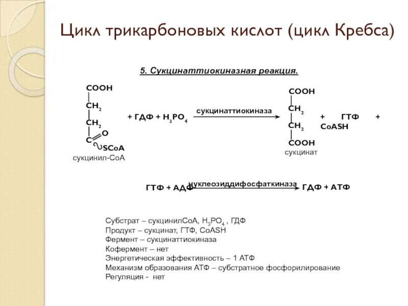 Реакция субстратного фосфорилирования в цикле Кребса. Цикл трикарбоновых кислот с ферментами. Субстратное фосфорилирование цикл Кребса. Кофермент сукцинаттиокиназы. Осуществление реакций цикла трикарбоновых кислот