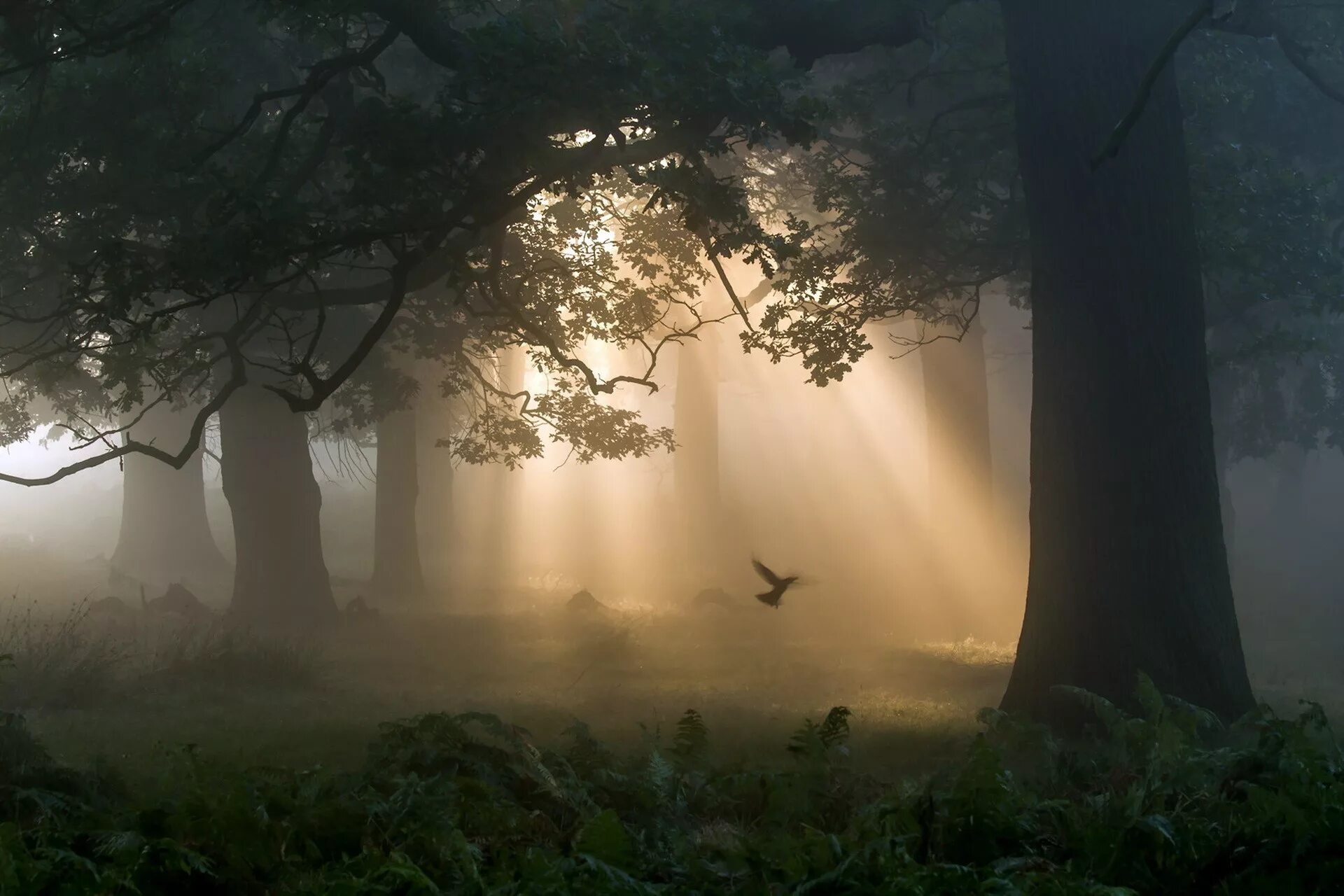 Лес в тумане. Утренний туман в лесу. Мистический лес. Загадочный лес. Загадочные туманы