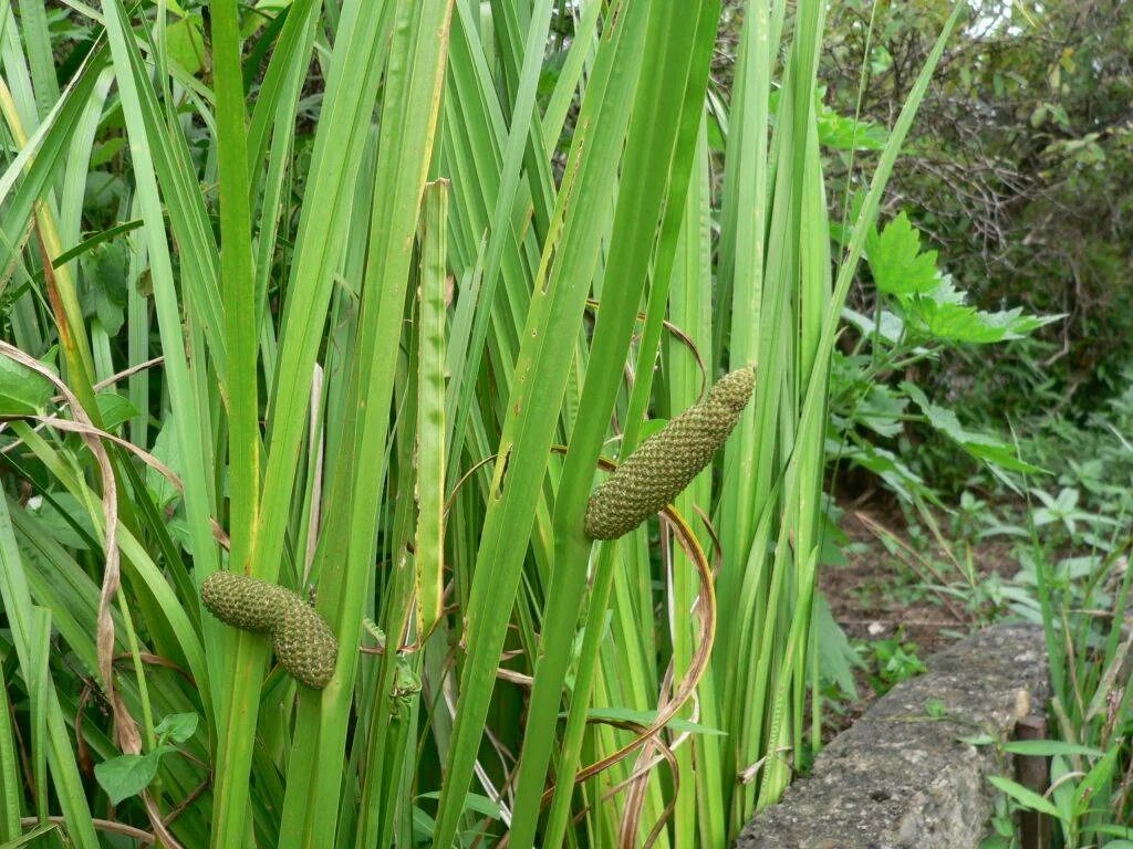 Аир цветок. АИР обыкновенный - Acorus Calamus. АИР болотный (Acorus Calamus). АИР обыкновенный болотный. АИР болотный (ирный корень).