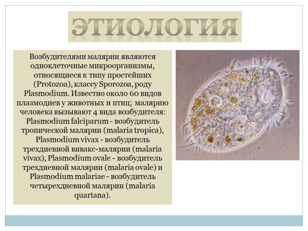 Возбудитель болезни малярии. Возбудитель малярии относится к группе. Возбудитель солярии относится к группе. Возбудитель малярии плазмодий. Малярия этиология.