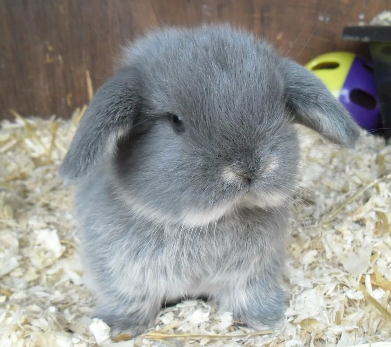 Карликовый кролик Пигмей. Кролик карликовый короткоухий. Mini lop кролик. Бельгийские Карликовые кролики. Маленький серый кролик