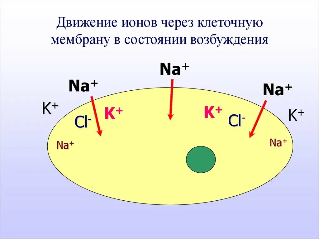 Вокруг движущегося иона существует существуют