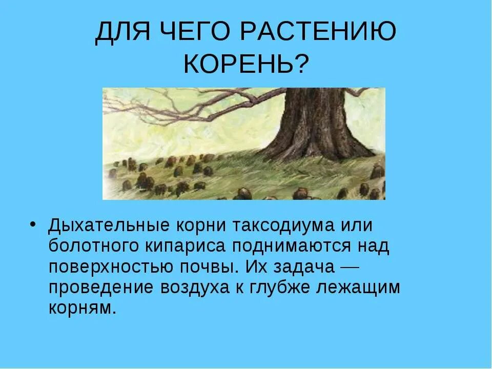 Написать значение корня. Интересные факты о корнях. Дыхательные корни. Дыхательные корни кипариса. Интересные факты о корнях растений.