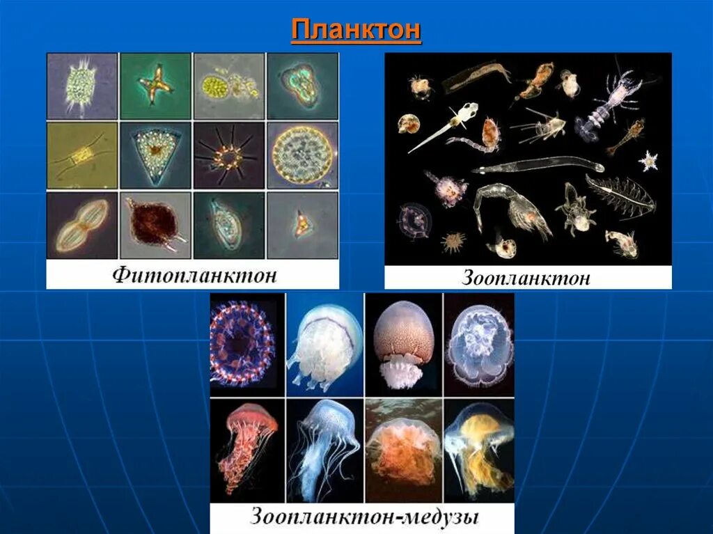 Фитопланктоном называют. Планктонные организмы. Фитопланктон представители. Планктонные организмы представители. Организм в фитопланктоне.