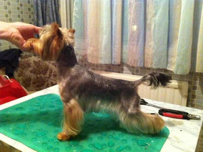 Студия груминга. Безумные стрижки собак. Грумер без опыта. Грумер без опыта. Грумер без опыта.
