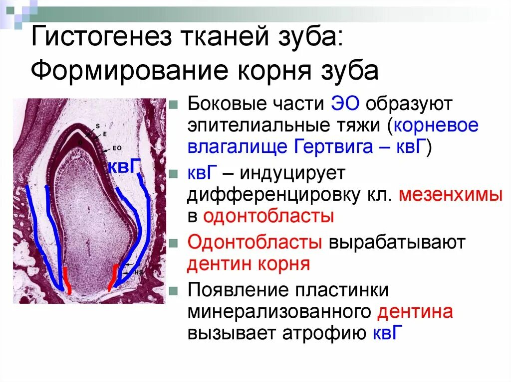 Стадии развития зуба. 44.Гистогенез и тканевое строение зуба.. Стадии развития зубов гистология. Стадия гистогенеза зуба препарат. Гистогенез зубных тканей.