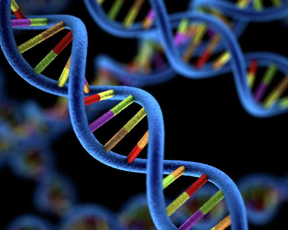 Ген и генетика. Геномная ДНК. ДНК молекулы наследственности. Генетика наследственность.