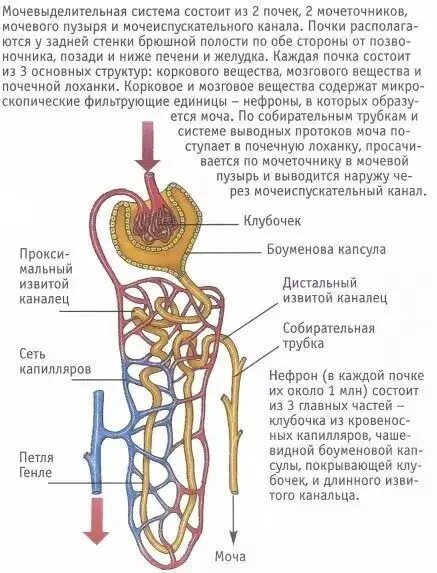 Мочевыделительной системы мочевой пузырь. Схема строения мочевыделительной системы человека. Мочевыделительная система строение нефрона. Последовательность прохождения воды по выделительной системе. Прохождение мочи по нефрону