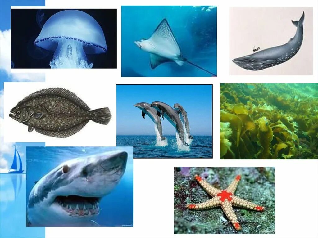 Урок 6 класс жизнь в океане. Жизнь организмов в морях и океанах. Жизнь в морях и океанах 5 класс. Биология океана. Жизнь в морях и океанах 5 класс биология.