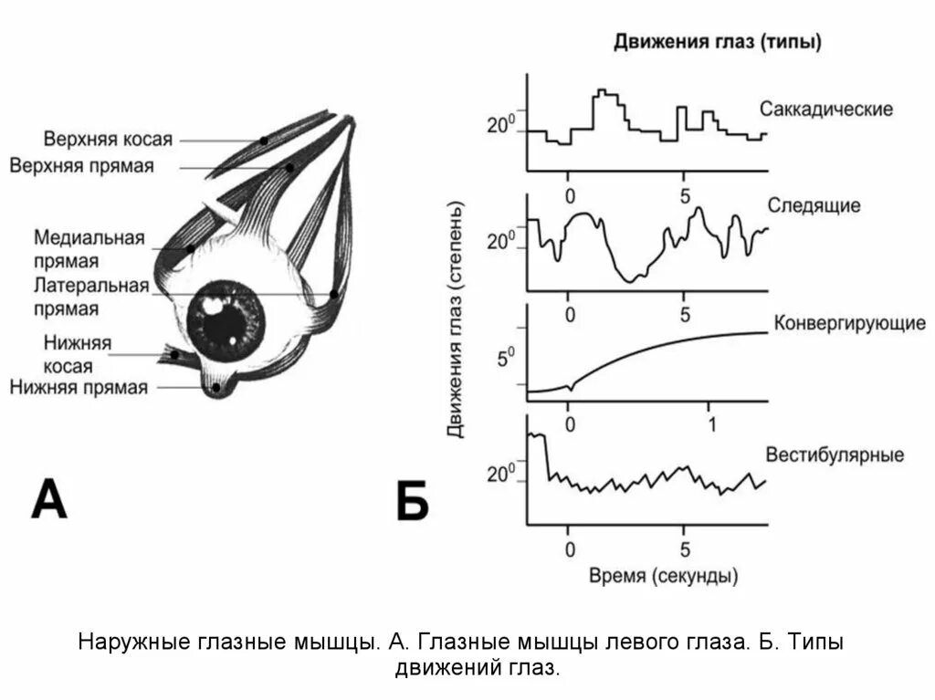 Координация движения глаз. Типы движения глаз. Движения глаз физиология. Плавные движения глаз. Саккадических движений глаз.