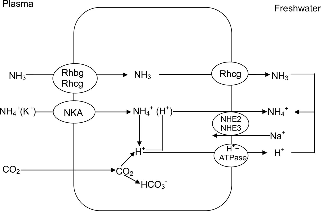 Gea Liquid Switch Ammonia. Ammonia phase diagram. "HCO" И "VCO". Котранспортер na+-нсо3- в почках. Zn hco3