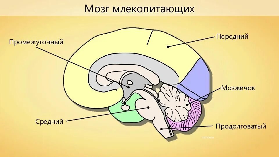 Млекопитающие какой мозг. Отделы головного мозга млекопитающих. структуры головного мозга млекопитающих. отделы мозга млекопитающих 7 класс. функции отделов мозга млекопитающих.