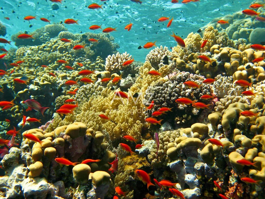 El coral. Риф Шарм-Эль-Шейх. Подводный риф Шарм-Эль-Шейх. Красное море риф Шарм Эль Шейх. Кораллы в Хургаде.