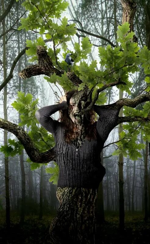 Into the tree
