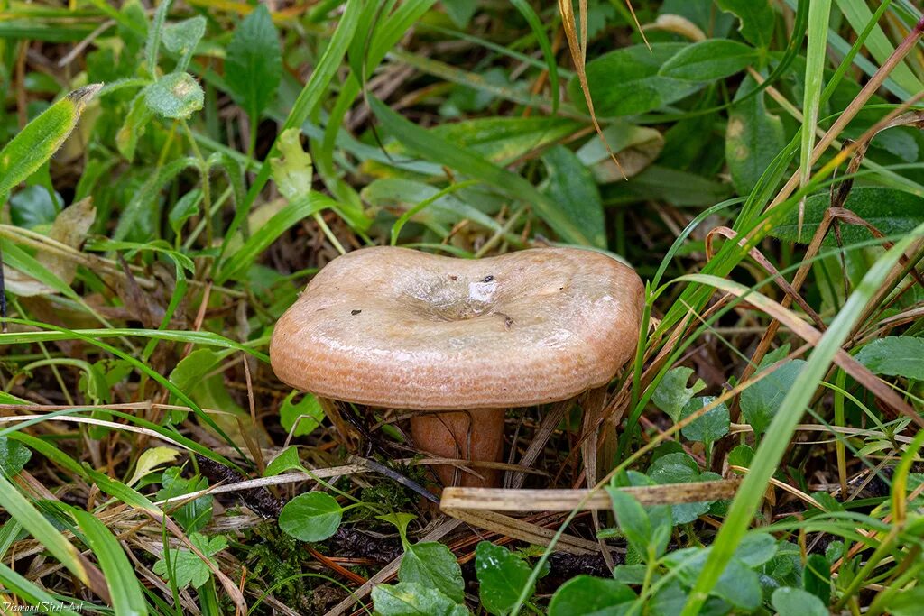 Рыжики грибы. Рыжик еловый/еловик (lactarius deterrimus);. Млечник рыжик гриб. Рыжик еловый (lactarius deterrimus). Гриб рыжик еловый.