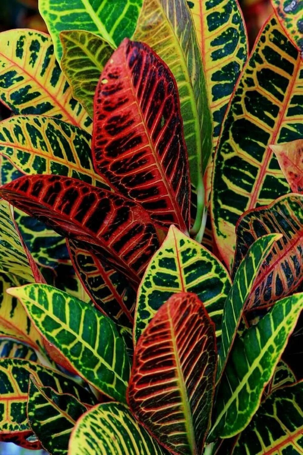 Fittonia verschaffeltii Jozef D Flickr