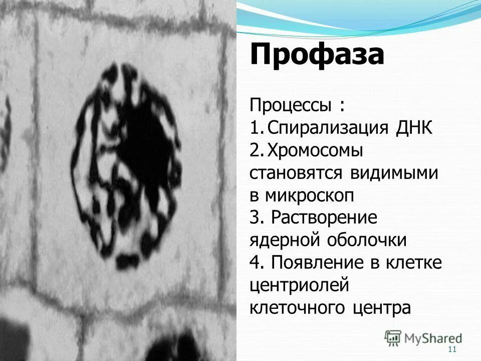 таблица по биологии 9 класс фазы митоза. особенности профазы. процессы профазы. процессы митотического деления профаза. процессы профазы.