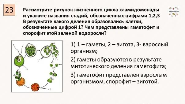 Цикл развития хламидомонады схема. Жизненный цикл хламидомонады ЕГЭ. Стадии жизненного цикла хламидомонады. Рассмотрите рисунок жизненный цикл хламидомонады.