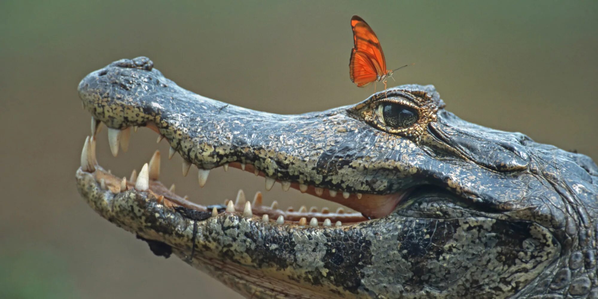 Крокодил про животных. Мадагаскарский рогатый крокодил. Красивый крокодил. Пресмыкающиеся крокодил. Маленький крокодил.
