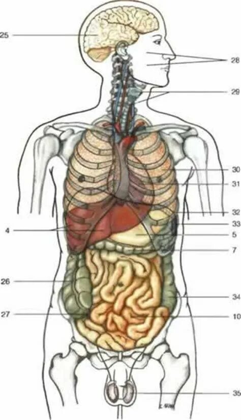 Анатомия человека расположение органов. Анатомия человека внутренние органы. Анатомия человека строение и расположение внутренних органов. Строение внутренних органов сбоку. Атлас строения человека внутренние органы.