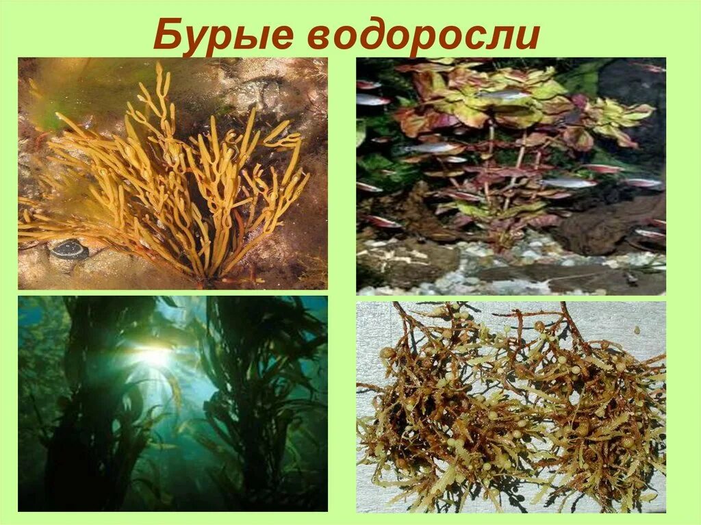 Фукус среда обитания водная. Бурые водоросли. Бурые водоросли названия. Бурые водоросли обитание. Виды бурых водорослей.