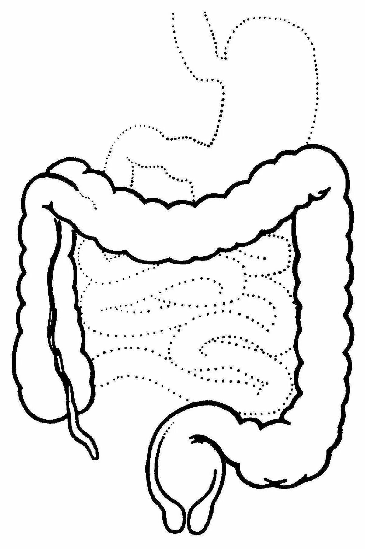 Тонкая кишка человека рисунок. Рисунок кишечника и толстой кишки. Толстая кишка анатомия человека. Толстый кишечник рисунок.