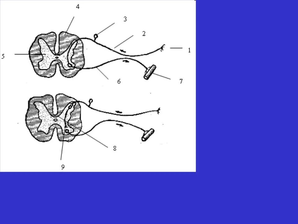 Схема рефлекторной дуги чихания и кашля. Двухнейронная рефлекторная дуга. Рефлекторные дуги чихания и кашля. Рефлекторная дуга рефлекса чихания.