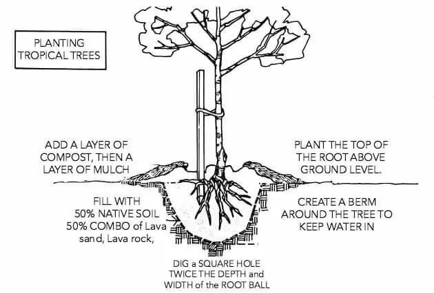Bare root with Soil. Tree root Ball. Dellow roots команда. Tree root Network Type. Planting the roots