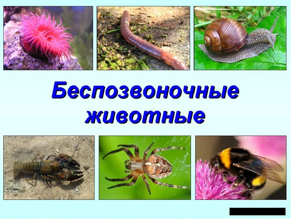 Многоклеточное позвоночное животное. Беспозвоночные животные. Какие животные беспозвоночные. Беспозвоночные животные презентация. Без пзвоночныеживотные.