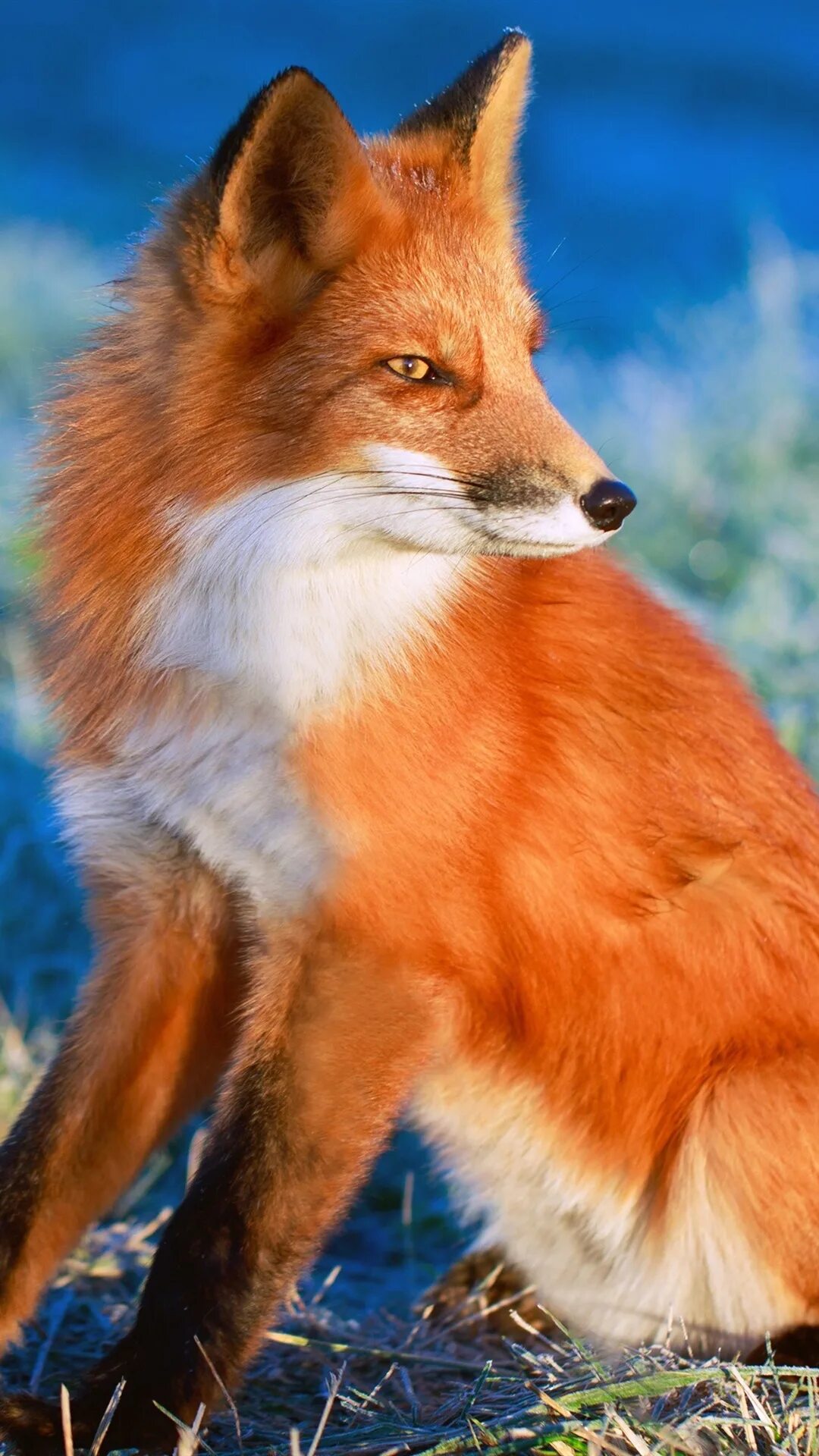Огнёвка Вятская лиса. Лисица псовые. Огневка лиса красная. Оранжевая лиса. Fox цвет