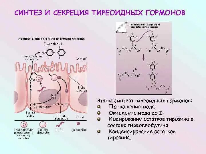 Использование йода для синтеза гормонов. Схема синтеза тиреоидных гормонов. Синтез тиреоидных гормонов биохимия схема. Тиреоидные гормоны схема синтеза. Этапы синтеза тиреоидных гормонов.