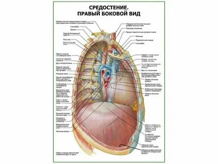 Признаки средостения легких