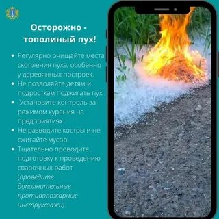 Можно ли поджигать тополиный пух ответ