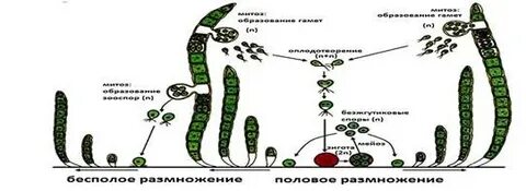 Какими способами размножается улотрикс