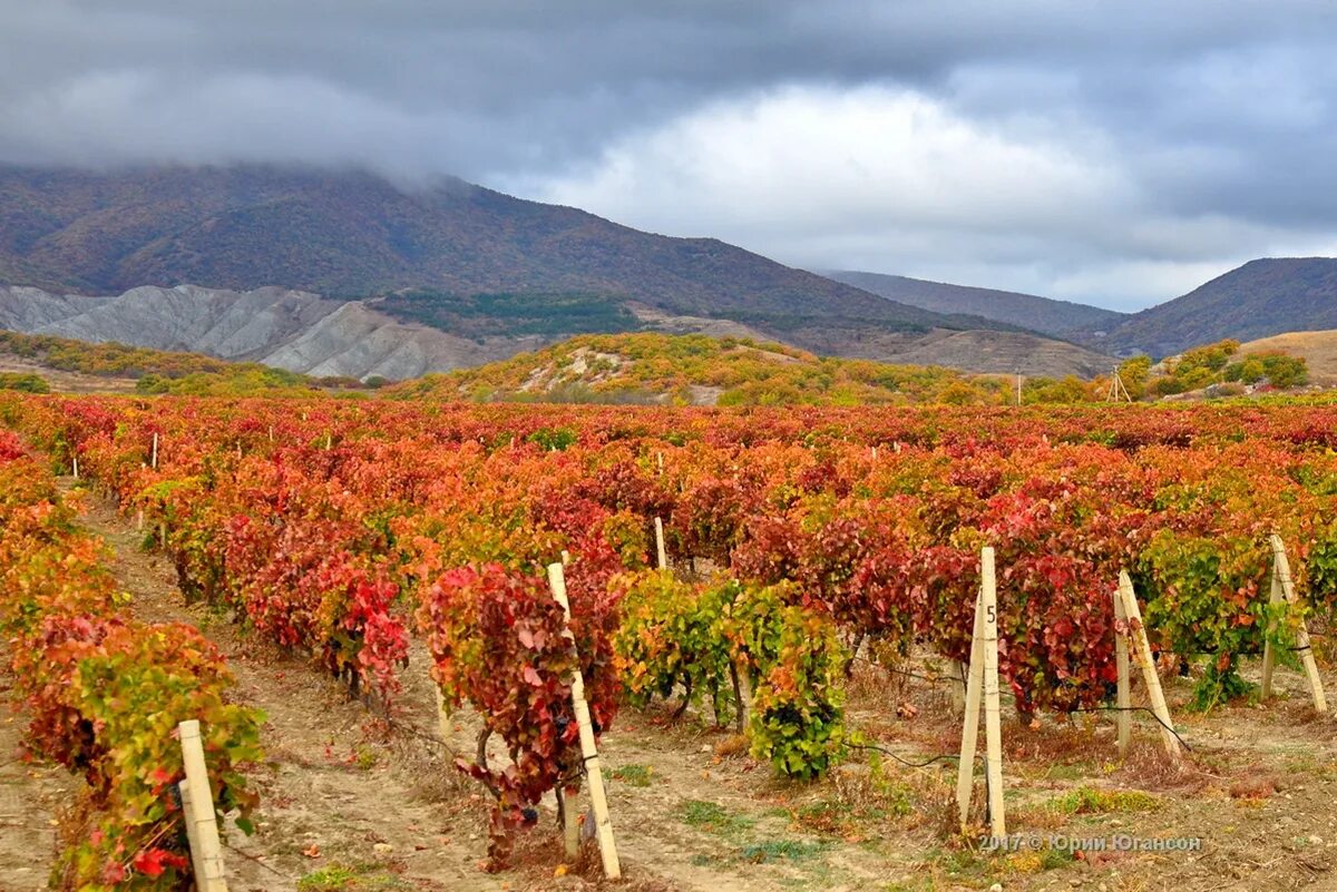 сорт коктебель. коктебель крым виноградники. винный завод коктебель виноградники. зизифус сорт коктебель. сорт коктебель.