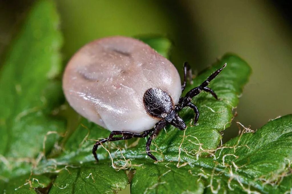 Клещ Ixodes persulcatus. Клещ Ixodes Таежный. Иксодовый Таежный клещ. Клещи Иксодес персулькатус.