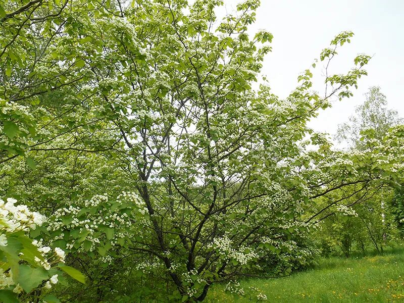 боярышник максимовича дерево. Crataegus oxyacantha. боярышник максимовича куст. боярышник максимовича (crataegus maximowiczii). боярышник максимовича.