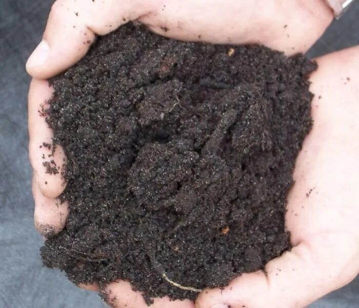 Плодородие торфа. Плодородие торфа. Чернозем полевой. Бурый торф. Черноземные почвы.