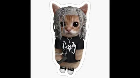 Destroy cat
