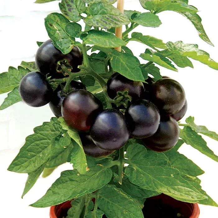 Томат f1 патио блэк. Томат гном блэк бой. Биотехника томат блю 20шт. Помидоры блэк бой. Томат блэк бой 10шт биотехника.